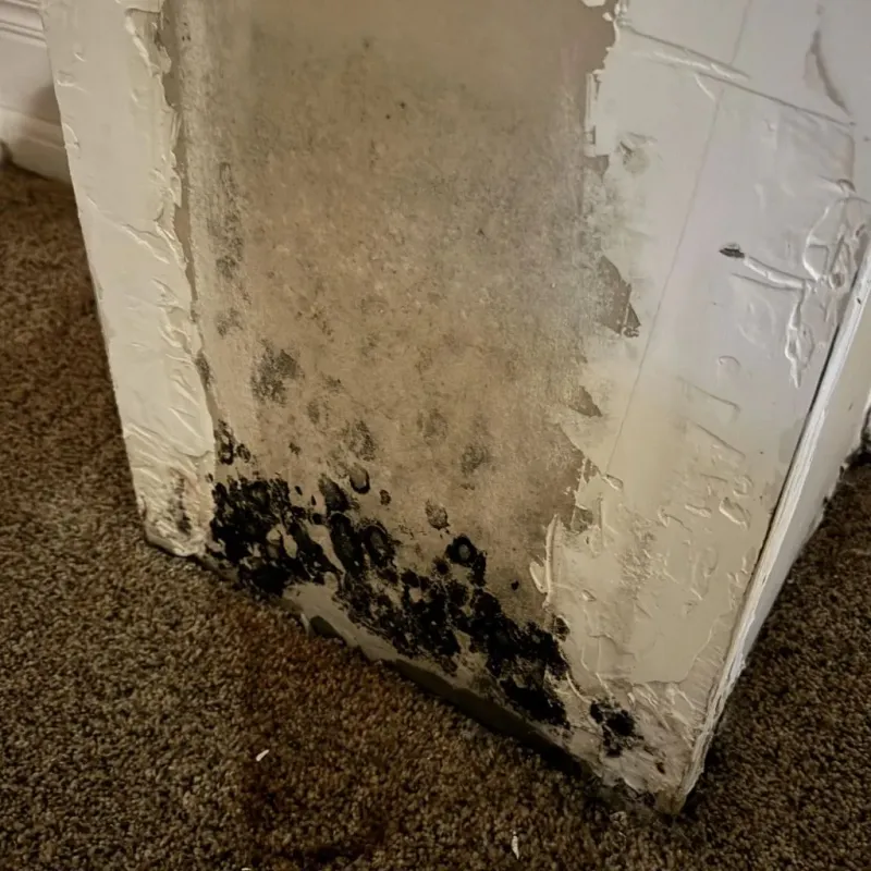 Professional Mold Removal in Grandview, OH